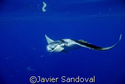 great encounter by Javier Sandoval 